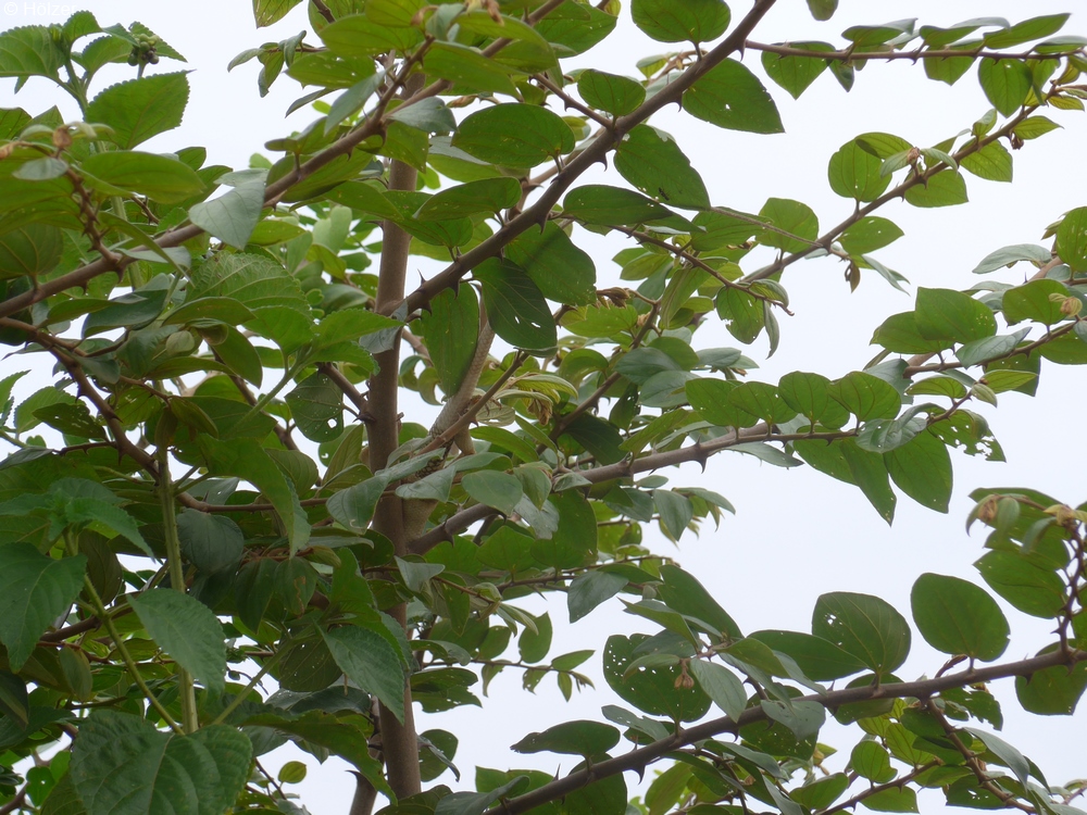 1000-2017-04-12-Hambantota-P1000659.jpg